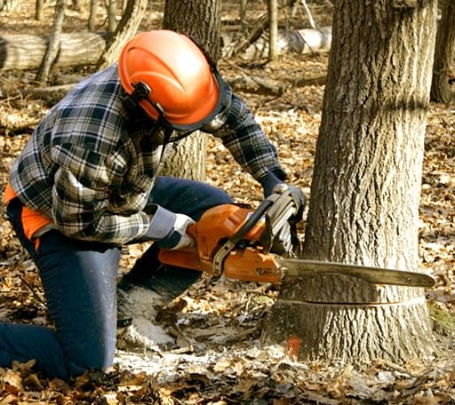 Tree Removal in Bath, SC